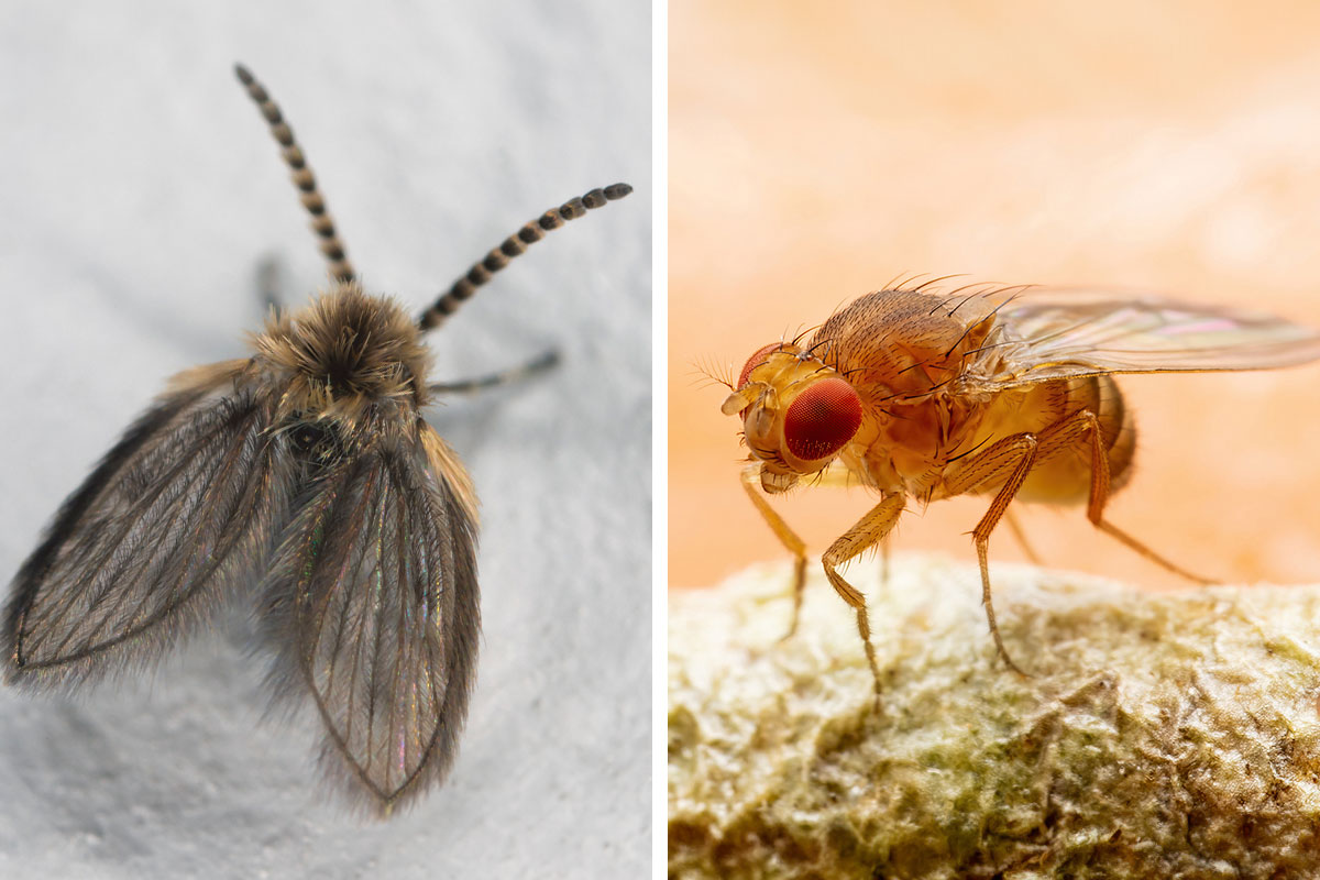 Split image showing a magnified drain fly on the left and a magnified fruit fly on the right.