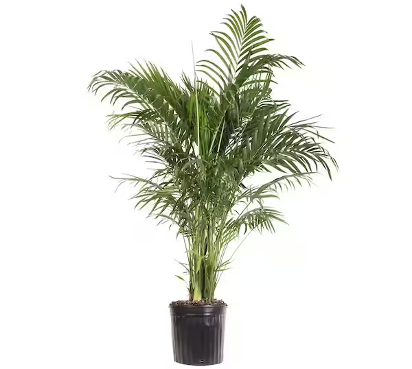 A grass-leaved palm plant potted indoors.