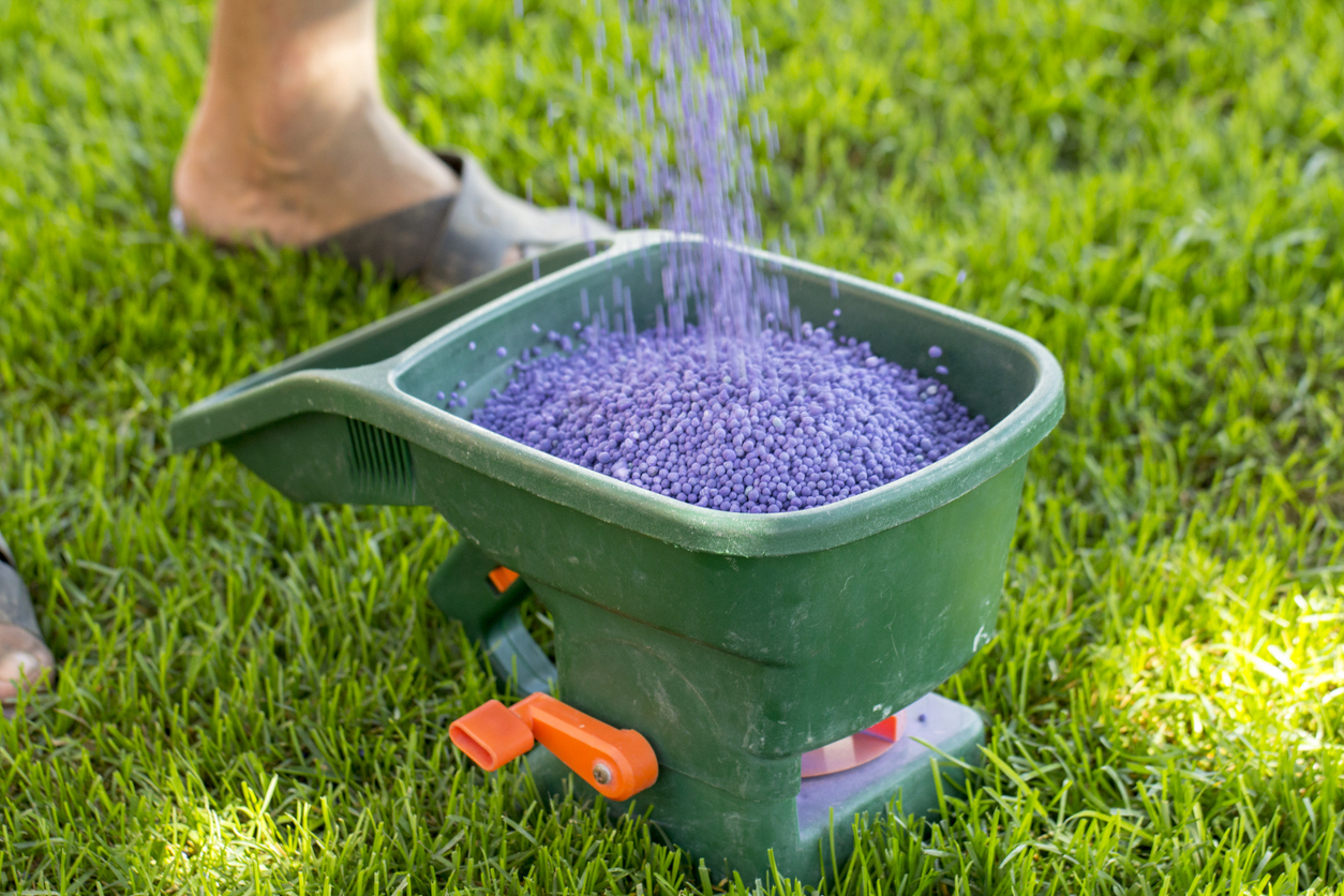 Manual fertilizing of the lawn in back yard