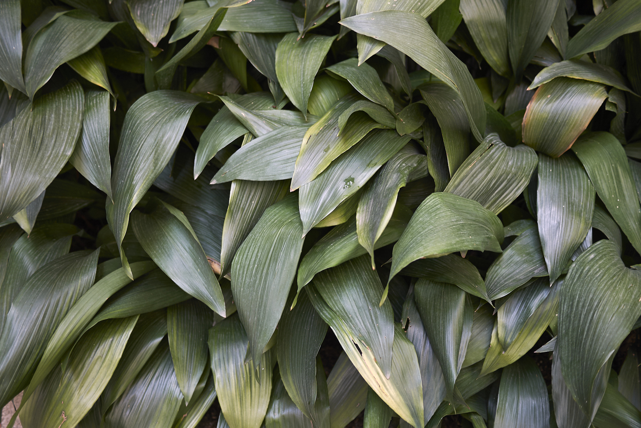 Aspidistra elatior in a flowerbed with browning and yellowing leaves