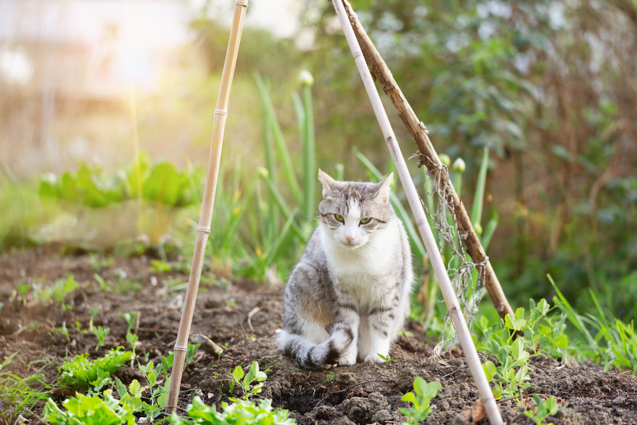 Tabby cat with white spots in garden