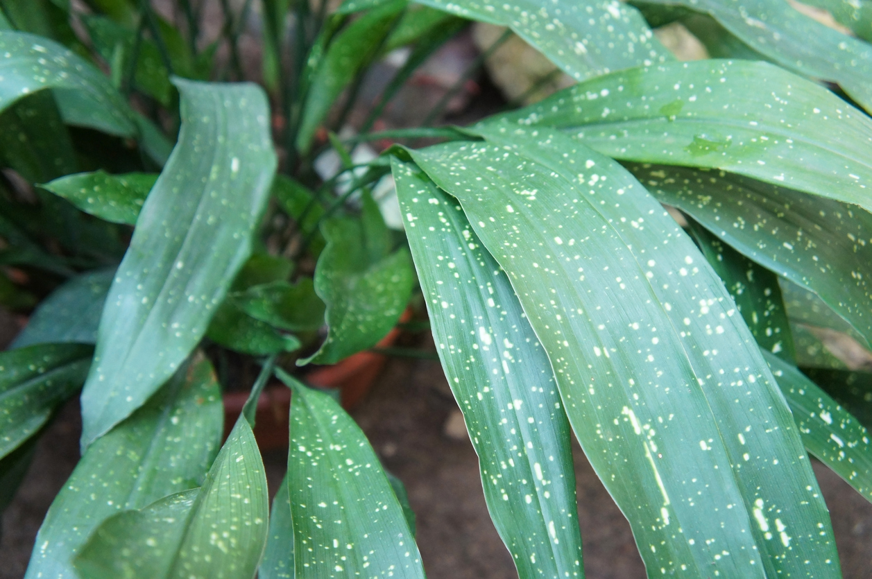 Aspidistra elatior plant with large green leaves with yellow spots in pot
