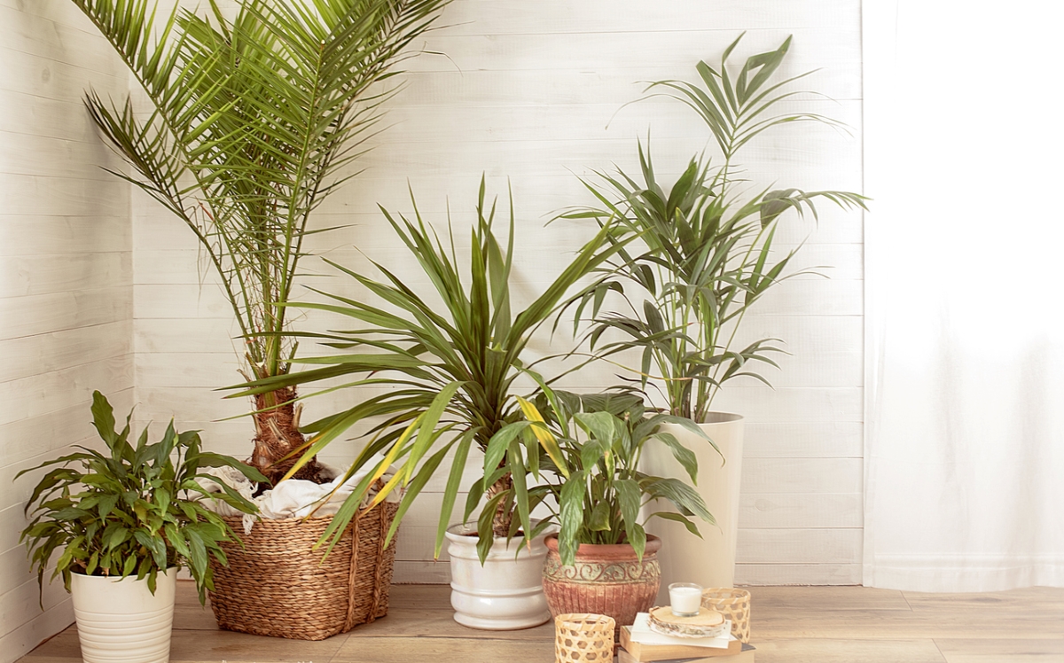 Various palm houseplants in living room.