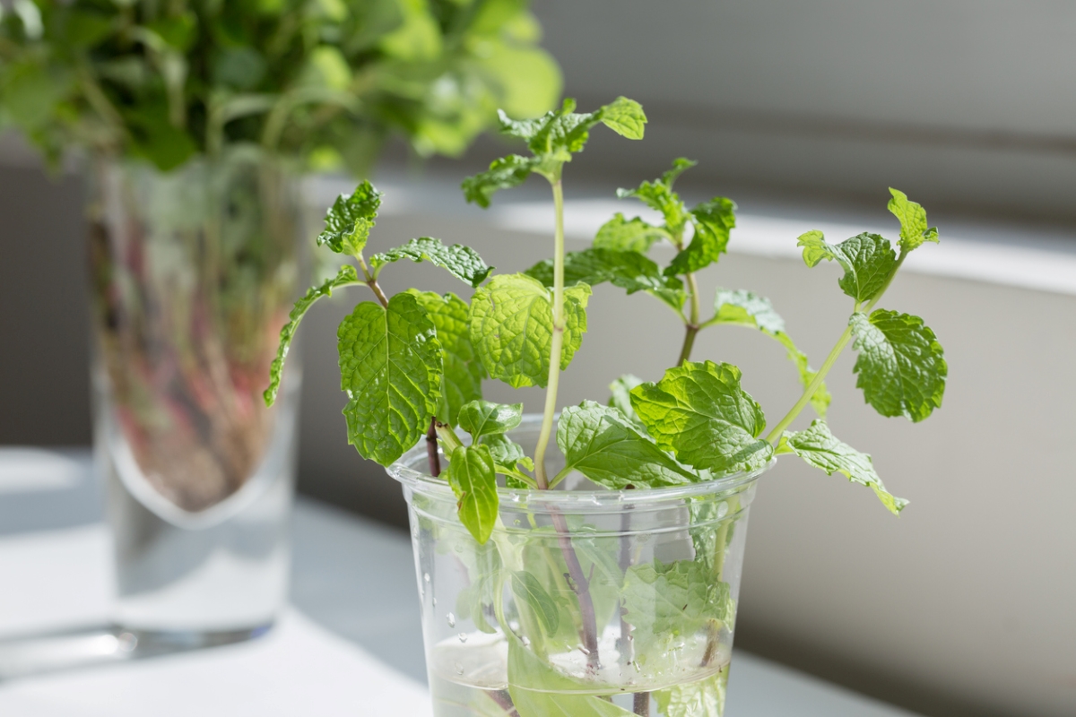 Propagated mint plants in cups of water.