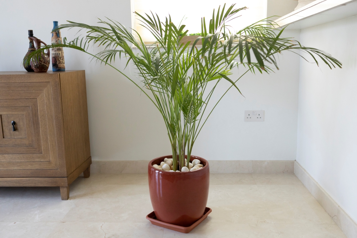 Indoor bamboo palm plant in red vase.