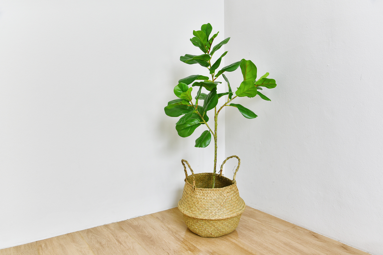 Fiddle leaf fig tree on room corner, Indoor tropical houseplant for home and living room interior.