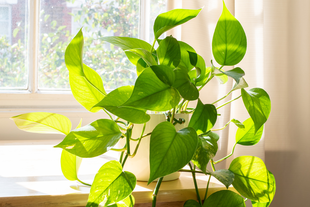 Indoor Devils Ivy houseplant next to a window in a beautifully designed home or flat interior.