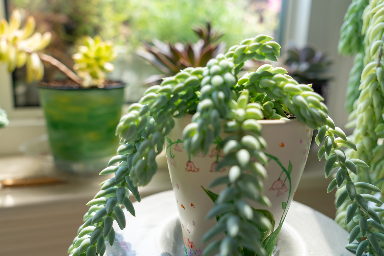 Burro's tail potted plant on window sill.