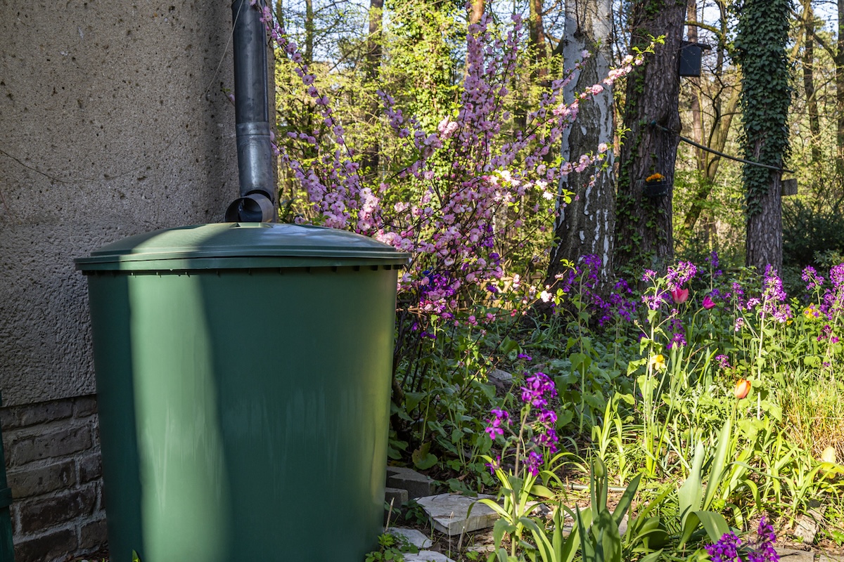A rain barrel in a home landscape to conserve water.