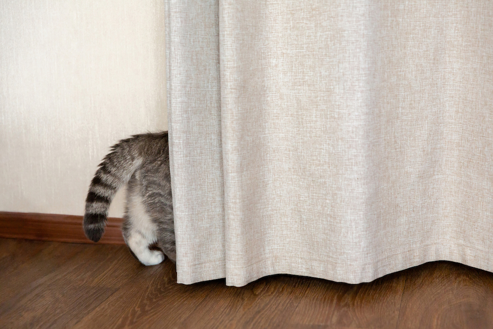 The-tail-and-hind-legs-of-a-tabby-cat-are-showing-from-behind-a-beige-curtain.
