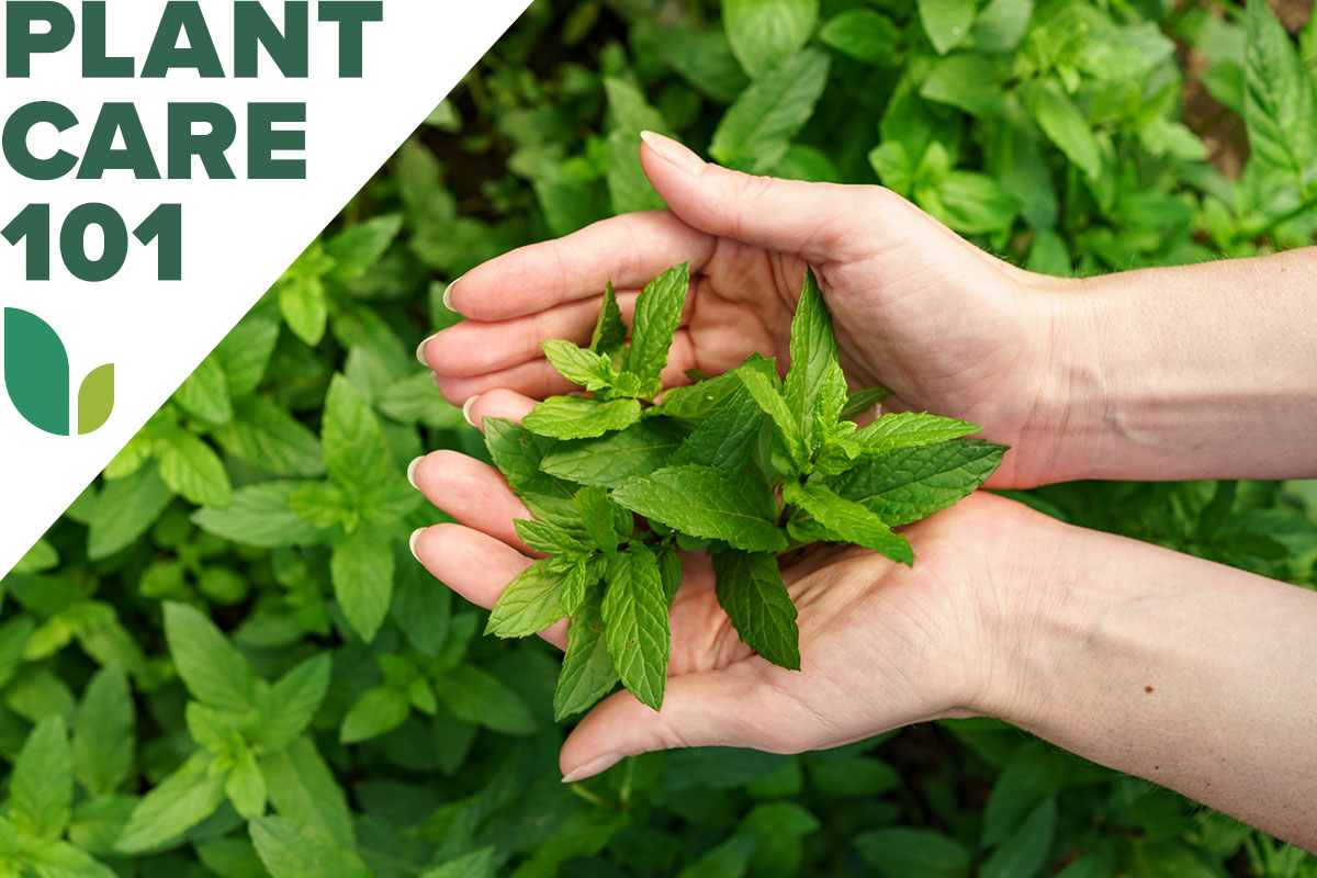Hands holding a bunch of mint from a home garden.