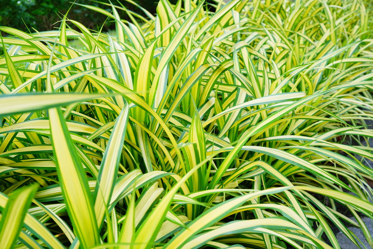A group of spider plants with long green leaves.