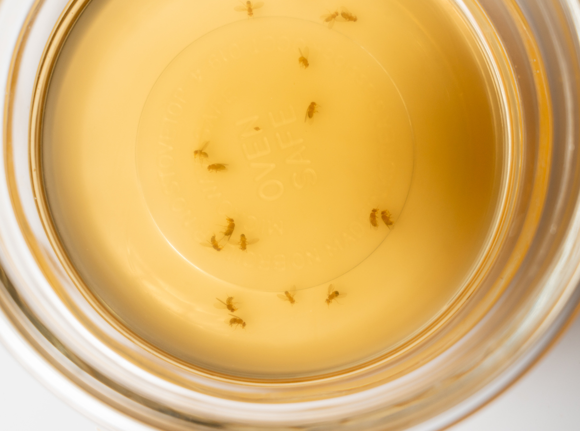Fruit flies collected in a glass bowl with cider vinegar