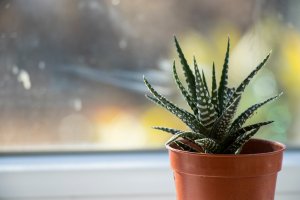 Haworthia succulent on a windowwill, daylight