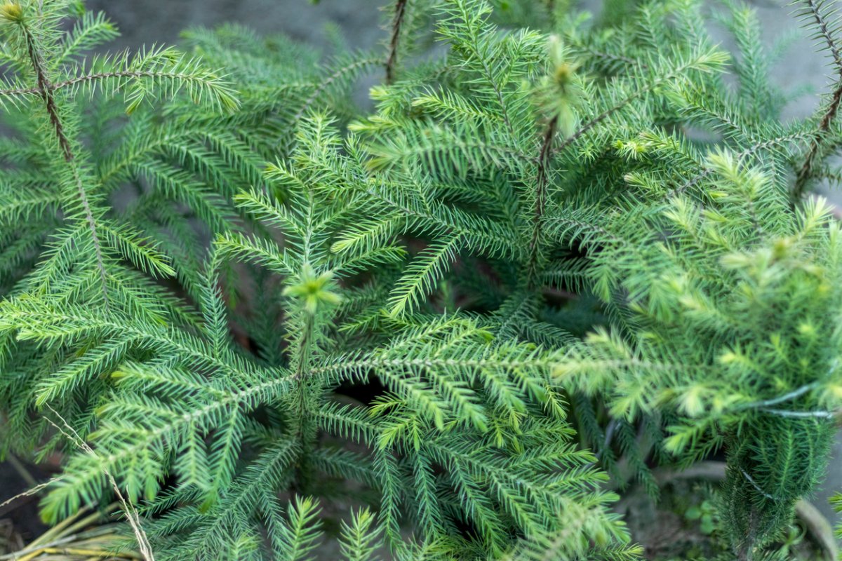 Close view of needly branches of a group of Norfolk Island Pines