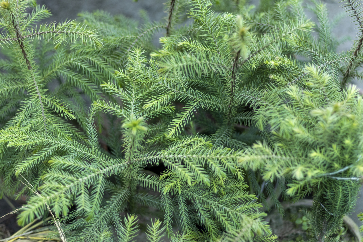 Close view of needly branches of a group of Norfolk Island Pines