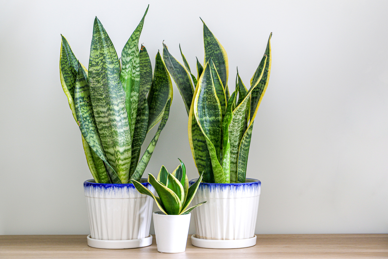 Two Dracaena trifasciata snake plants on a wooden table at home