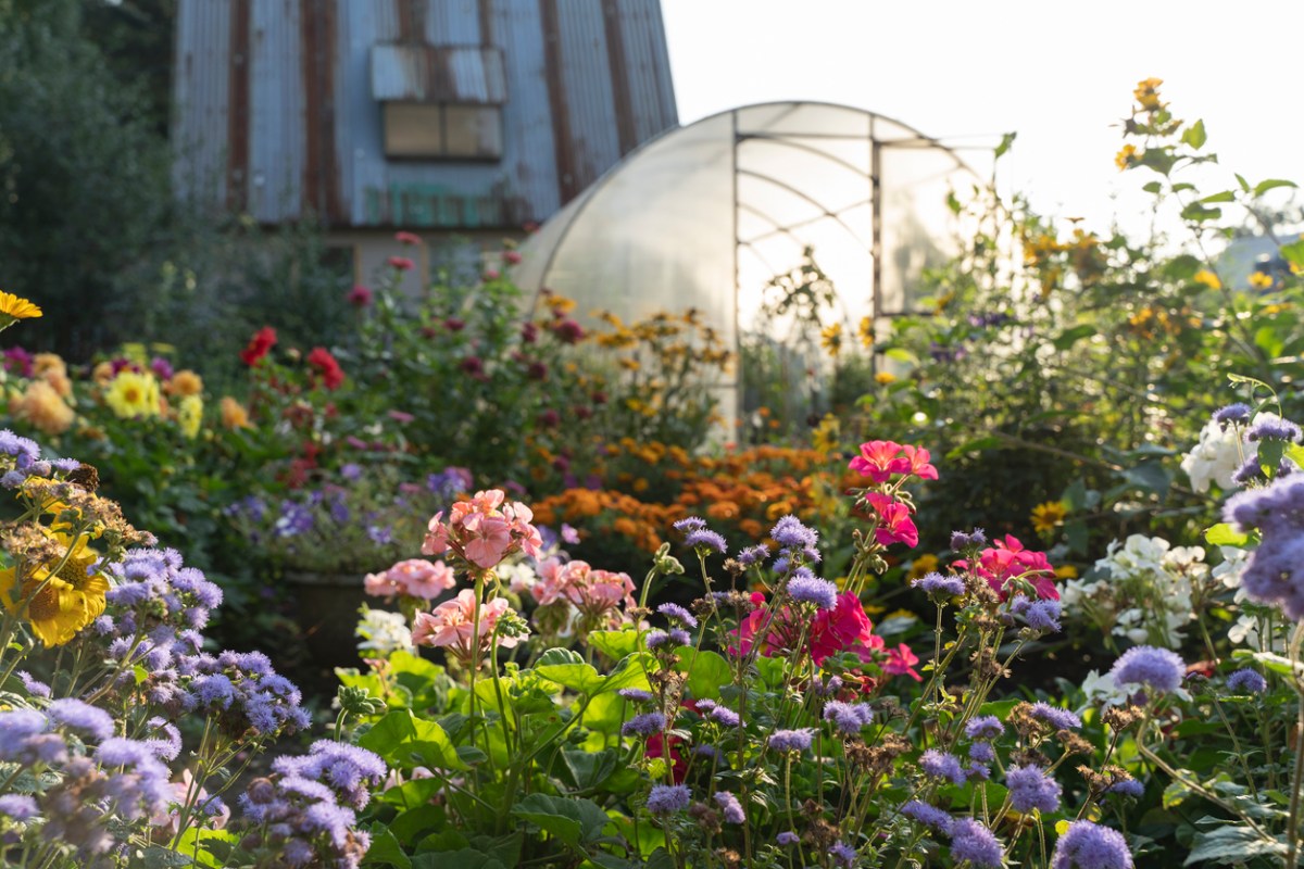 Flowering-plants-bloom-in-multicolors-in-front-of-a-greenhouse-that-is-sillouhetted-against-the-morning-sun.