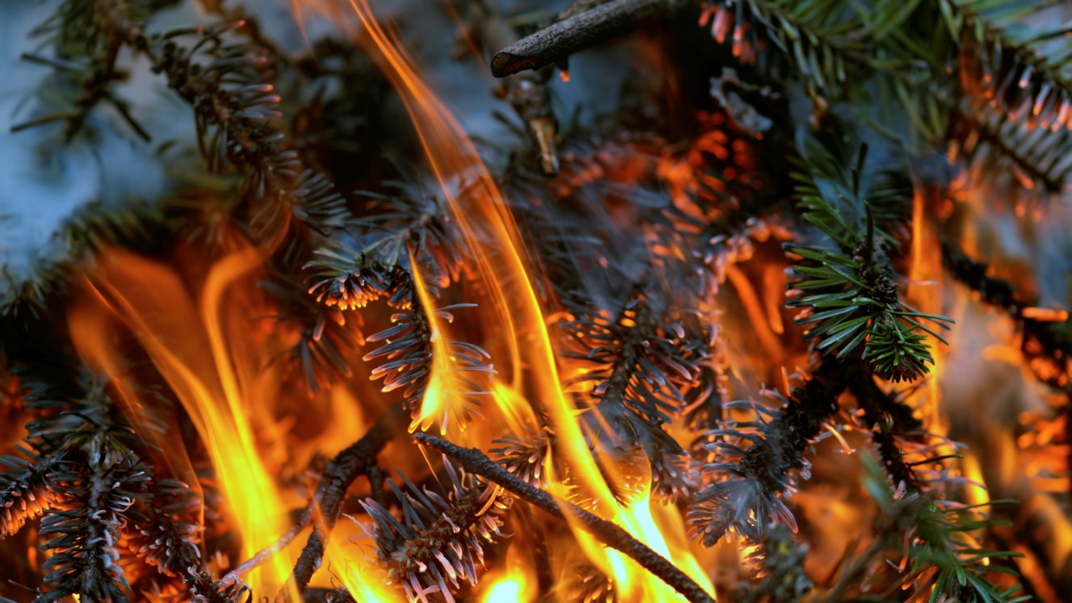Close up of burning pine needles.