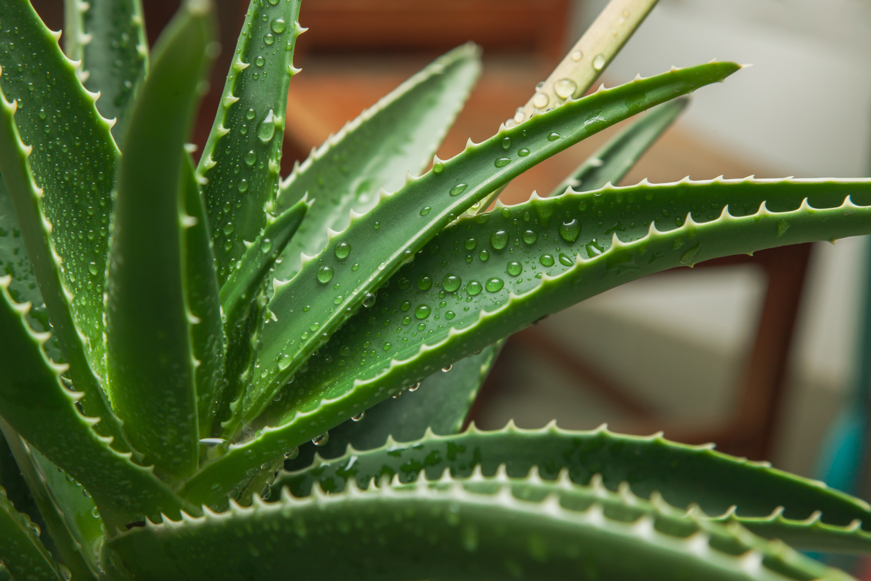 Close view of leaves of aloe vera plant.