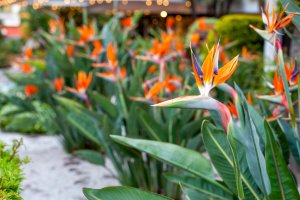 Row of bird of paradise plants with bright orange blooms.