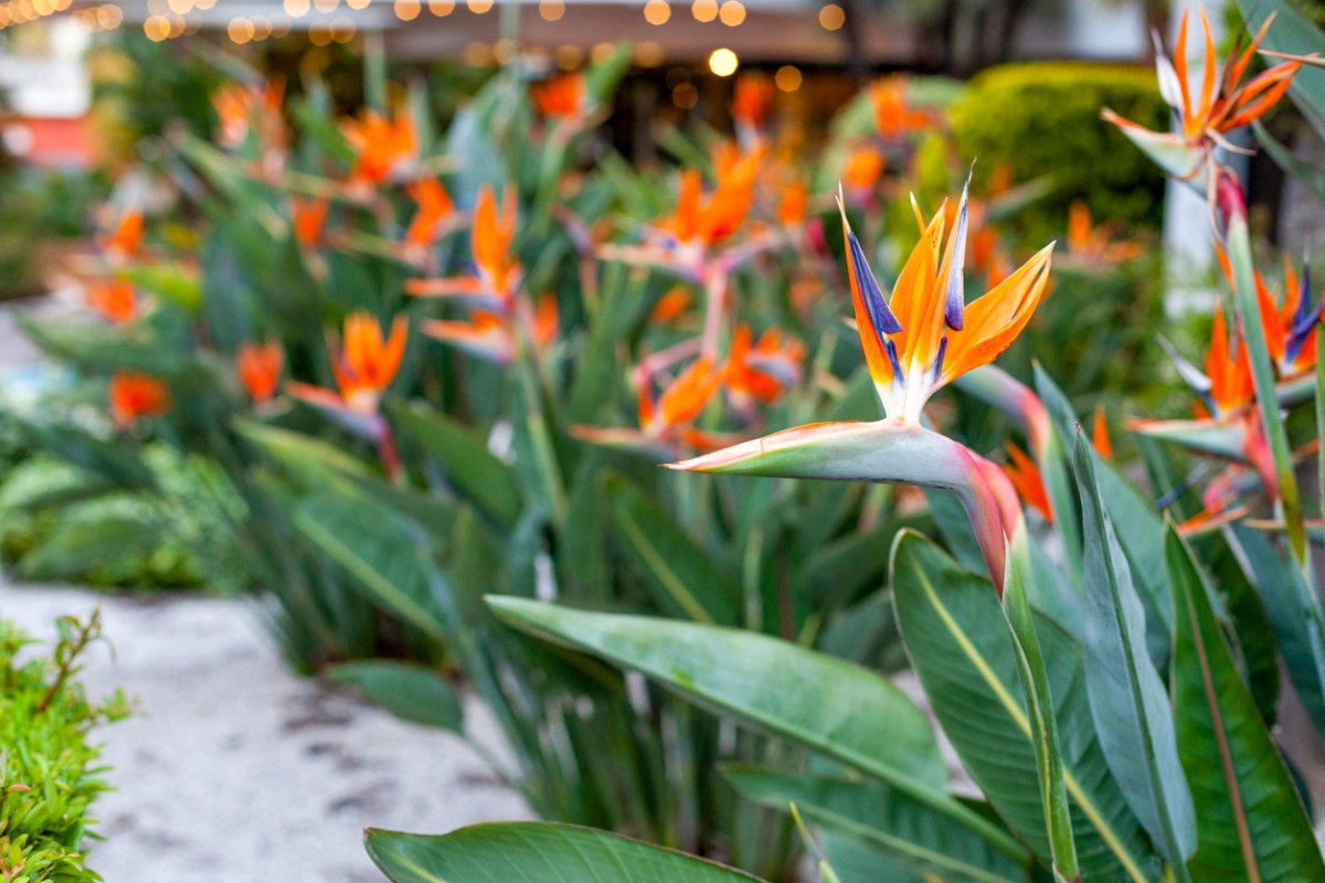 Row of bird of paradise plants with bright orange blooms.