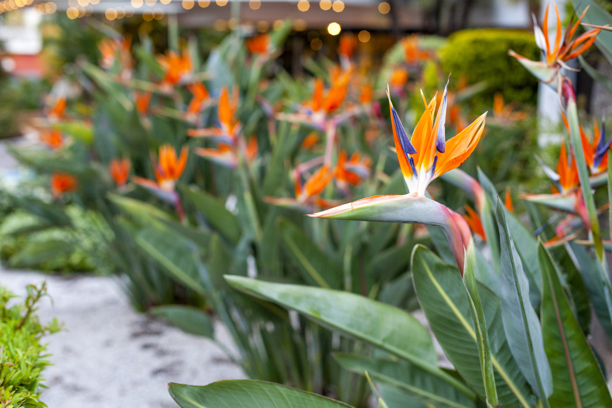 Row of bird of paradise plants with bright orange blooms.