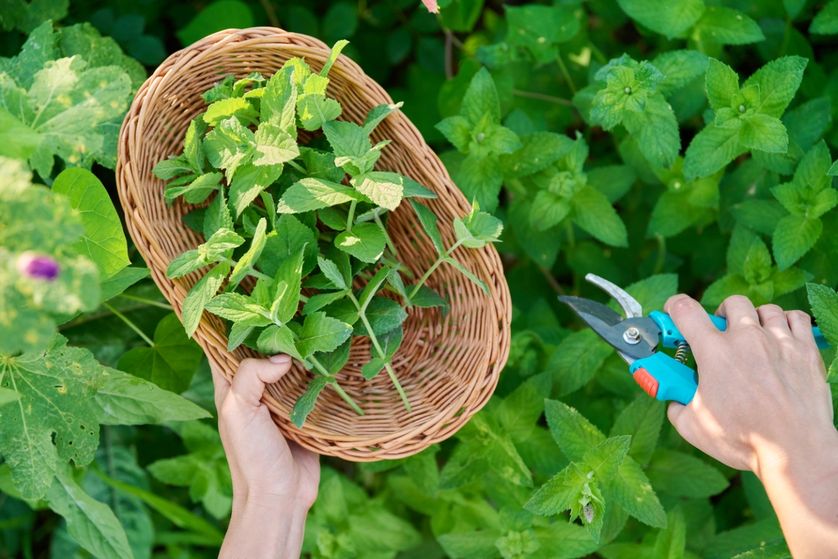 Harvested mint in basket with pruning shears.