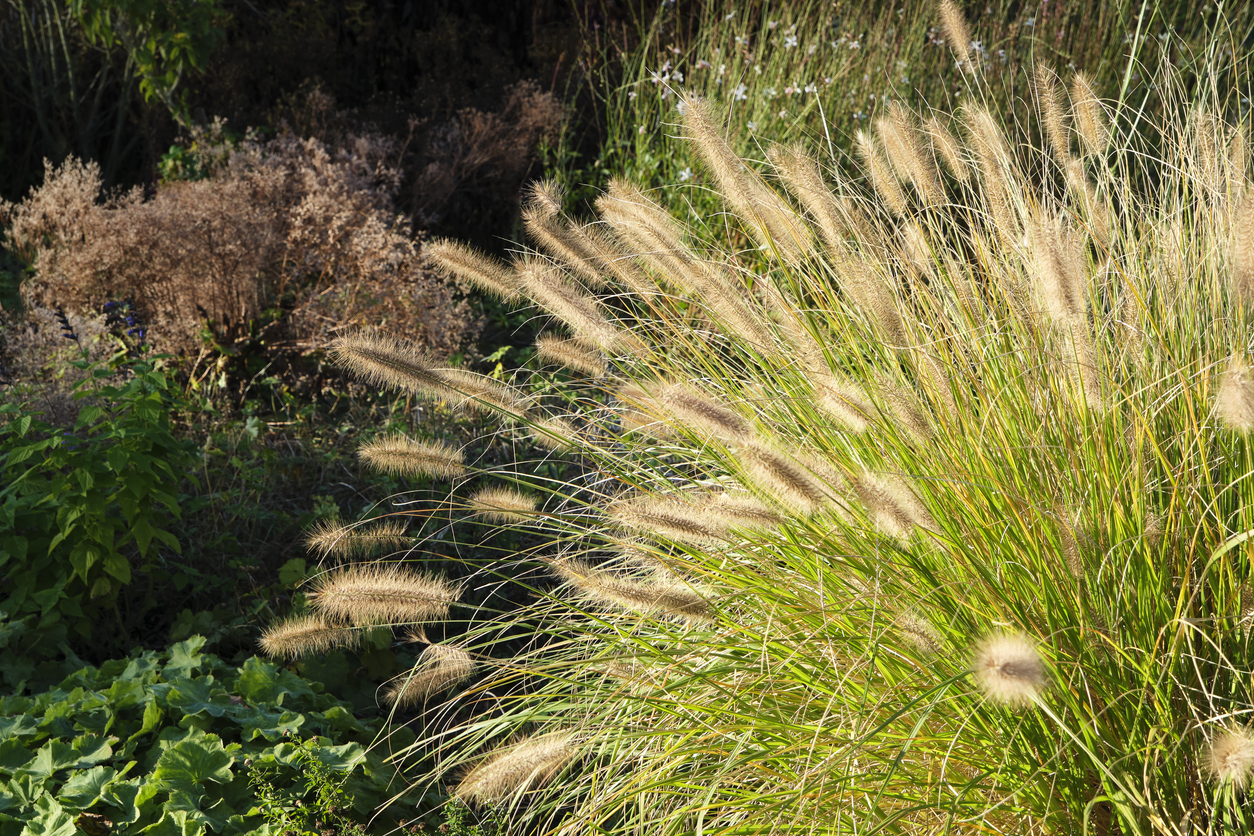 A clump of flowering ornamental grass in an autumn garden.