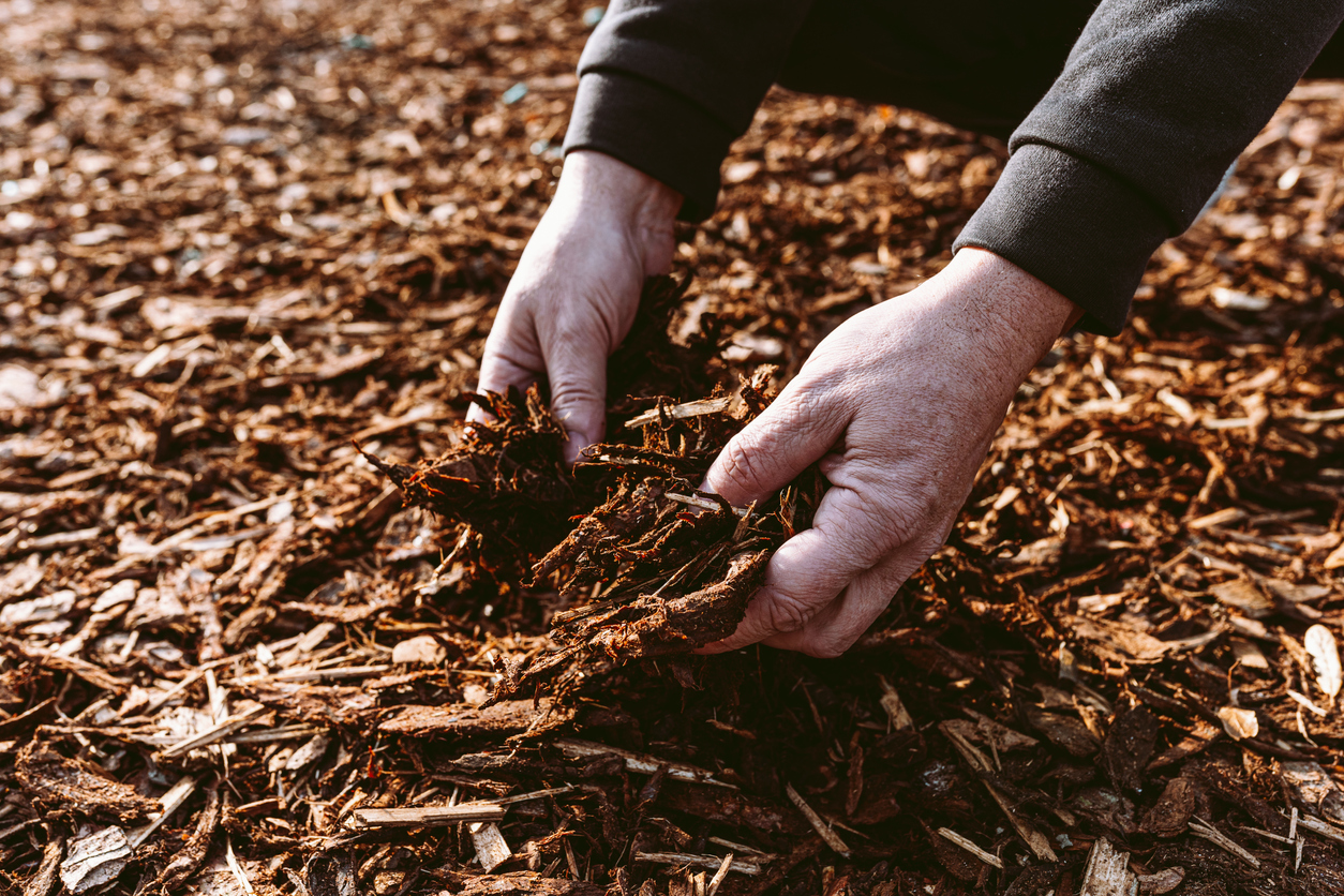 Organic tree bark mulch, crushed processed into chips, plant care, fertilization and soil mulching
