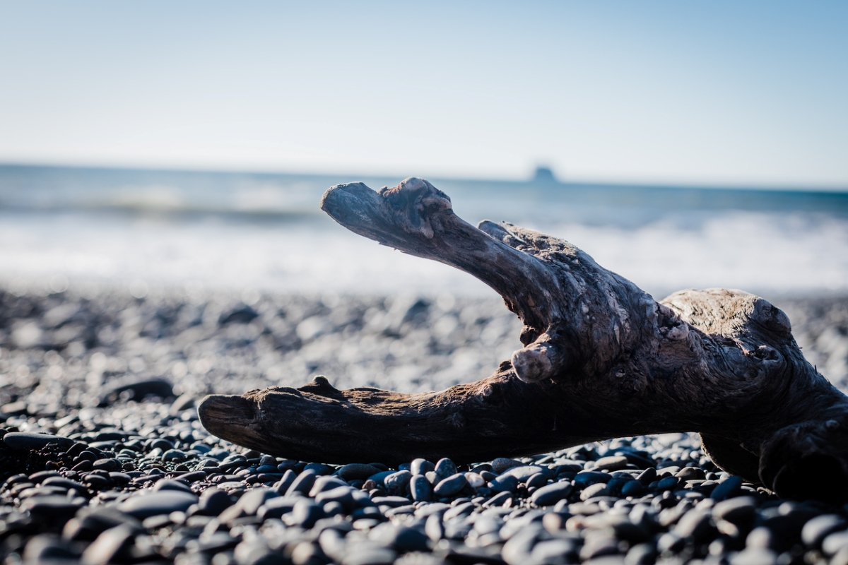Close up of driftwood on beach.