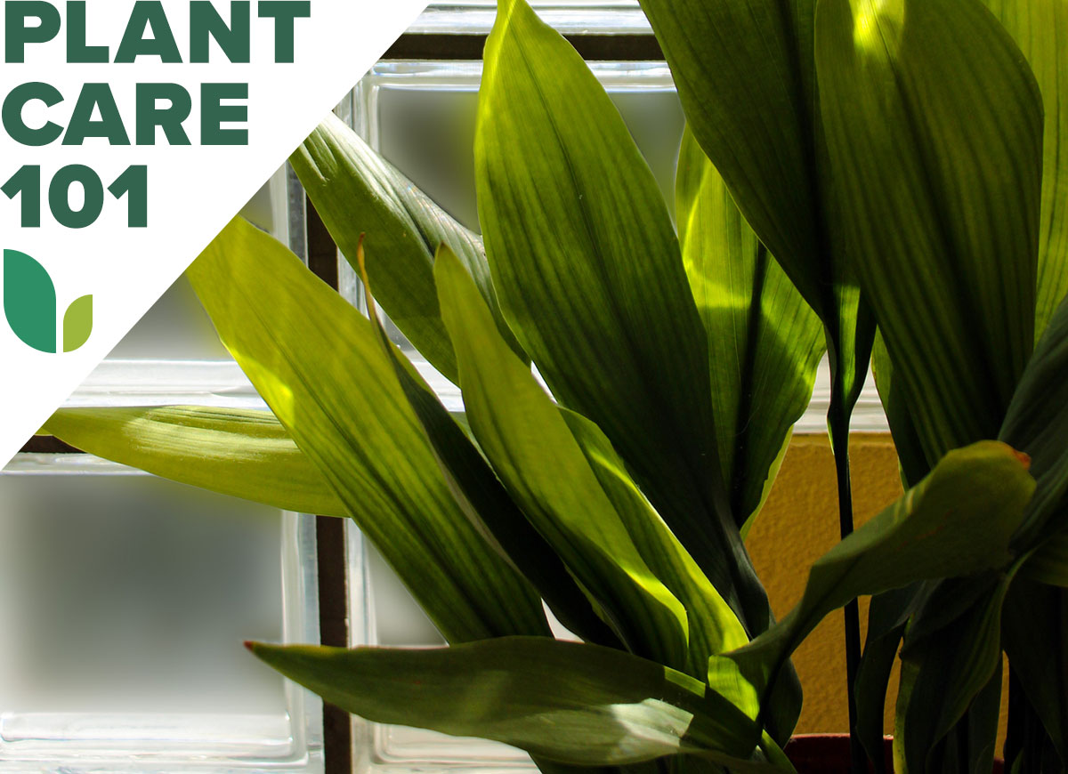 A cast iron houseplant sitting on a window sill inside a house with a graphic overlay that says Plant Care 101.