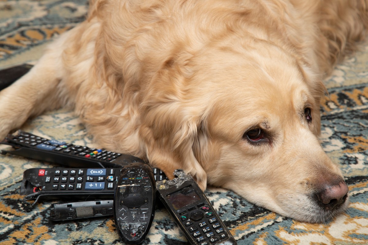 A dog, a Golden Retriever, is gnawing on TV remotes and phones.The dog is a rodent.