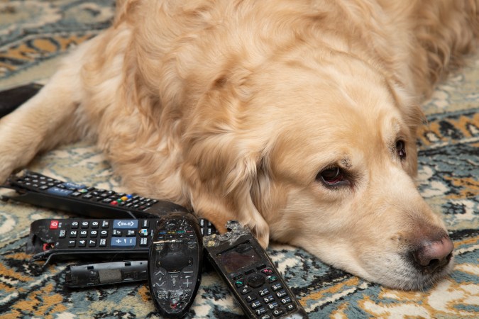 My Dog Chewed Up the Controller—Now What?