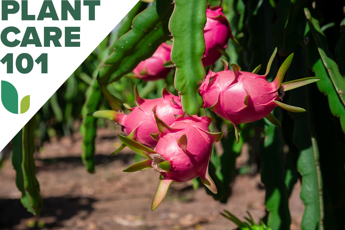 A dragon fruit plant growing in a home garden with plant care 101 graphic overlay.
