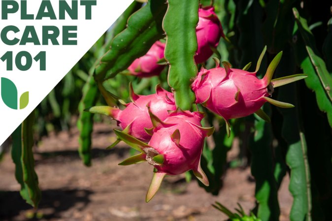 How to Grow Dragon Fruit at Home
