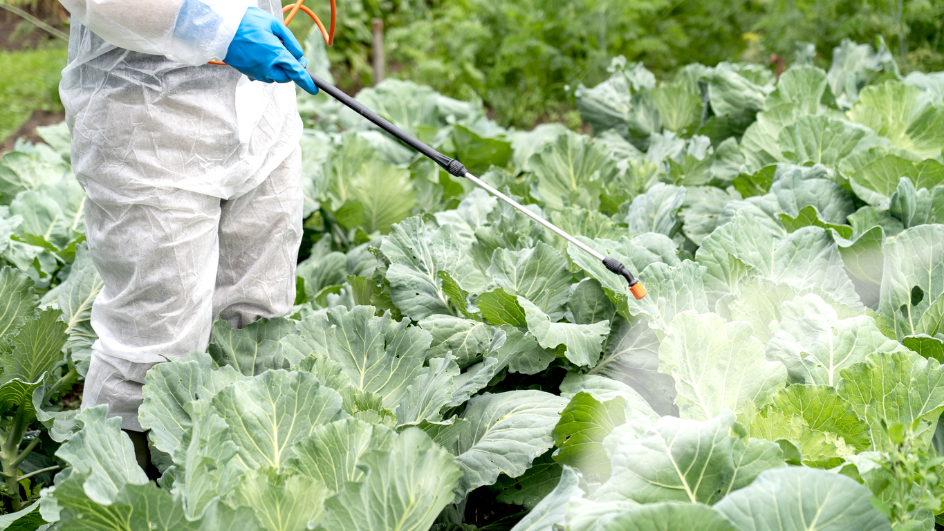 a farmer in a protective white suit treats cabbage with pesticides against diseases and pests.