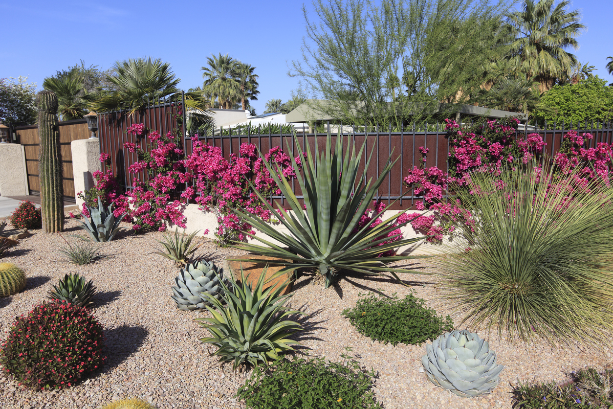 A-gravel-garden-with-drought-resistant-plants-and-flowers-is-in-bloom-with-pink-shades.