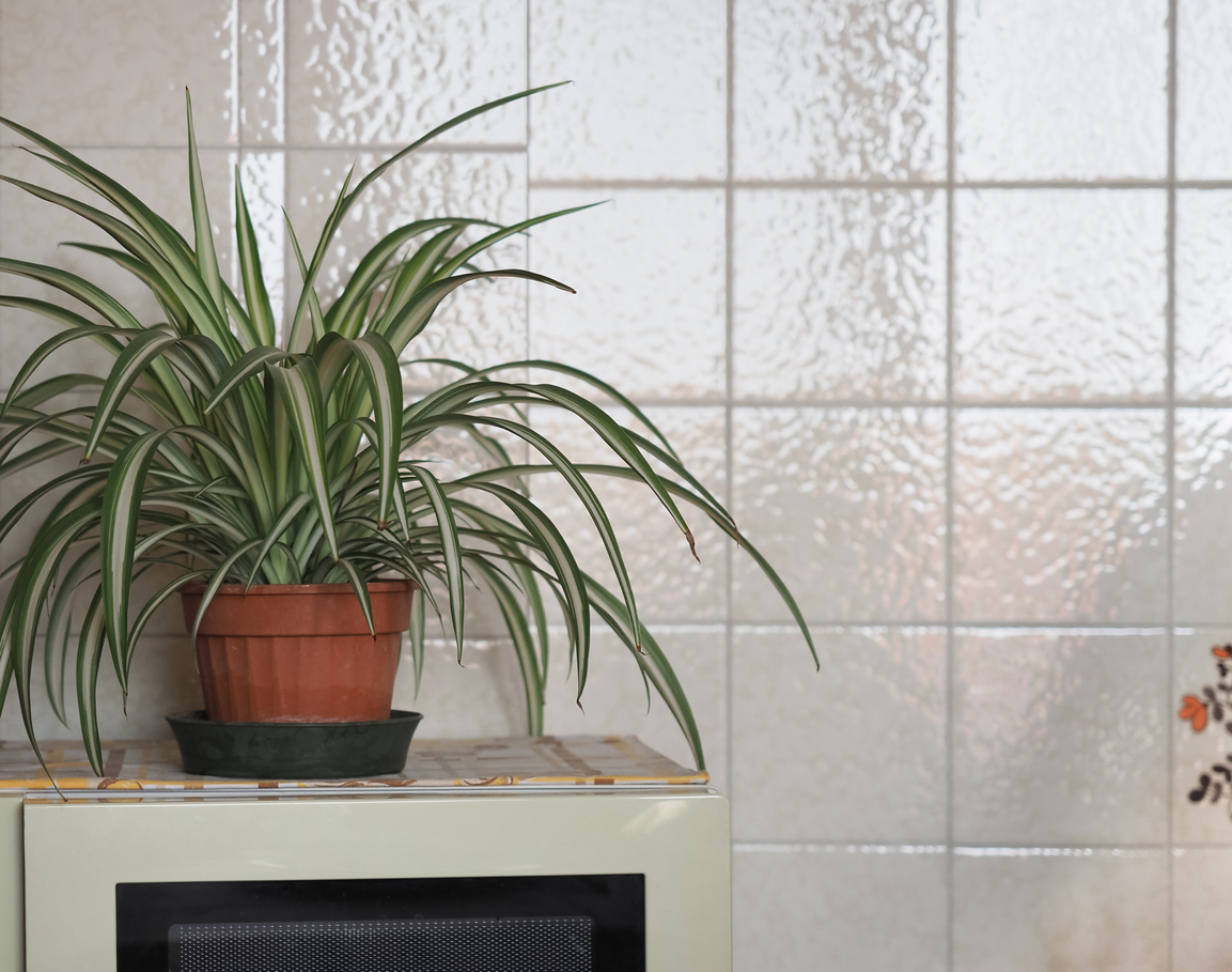 home interior with houseplant and microwave oven, blank wall copy space