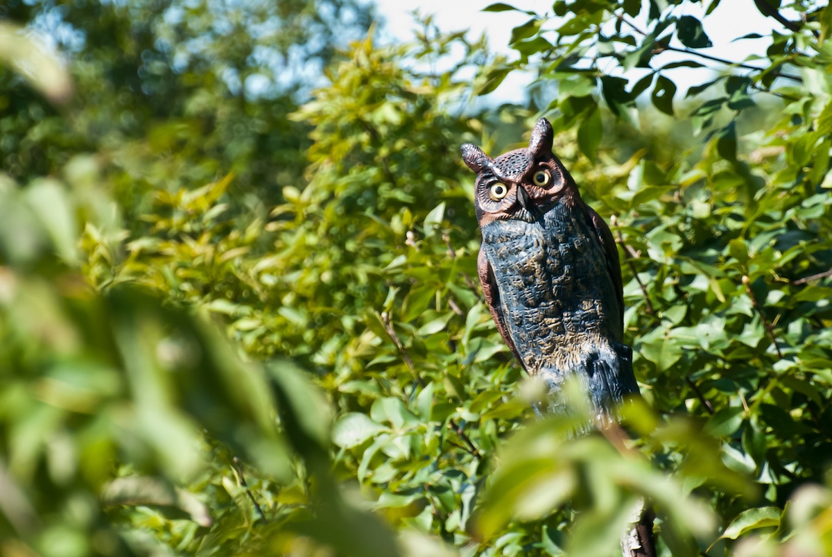 An owl decoy mounted on a tree in a home landscape.