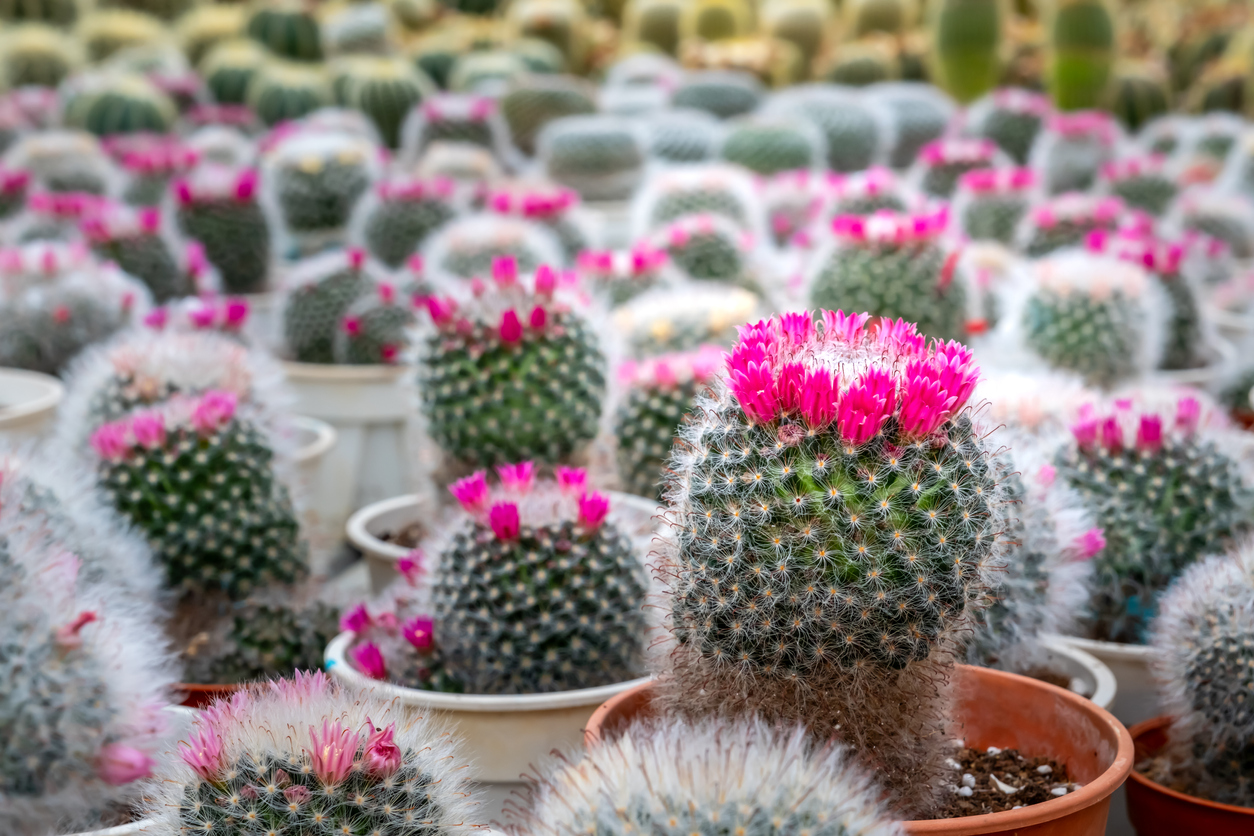 A group of potted pincushion cactuses with pink blooming flowers