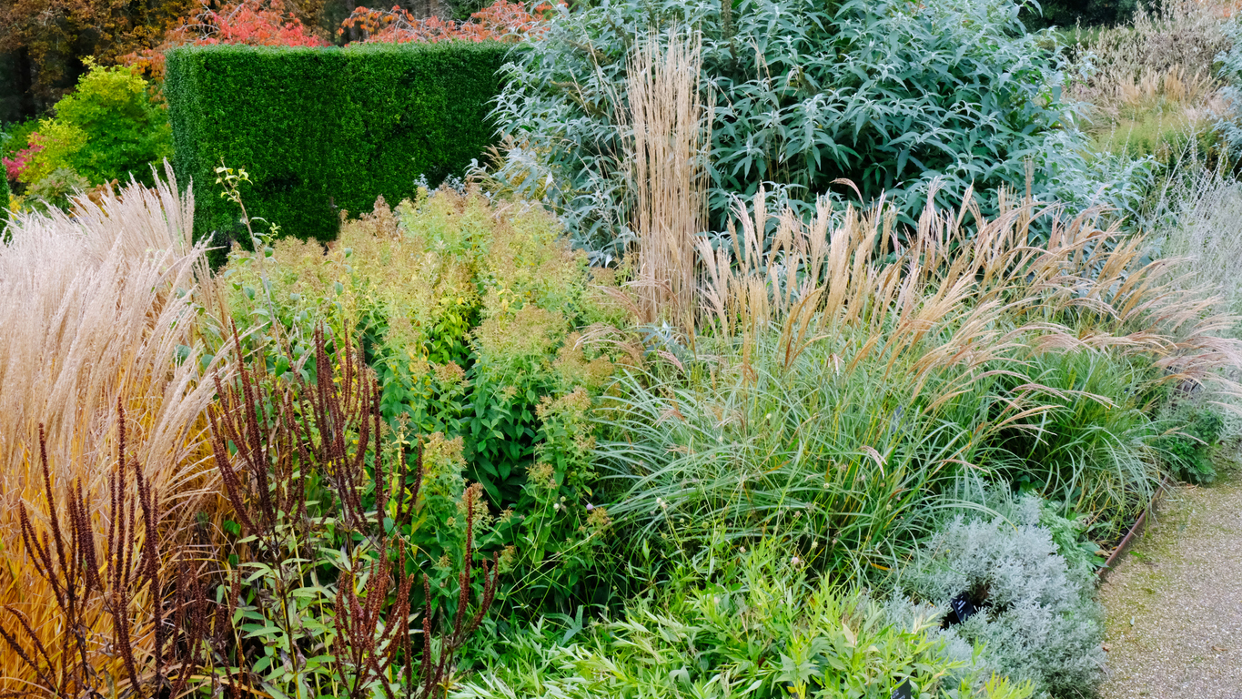 Ornamental-grasses-populate-a-sloping-garden-bed.