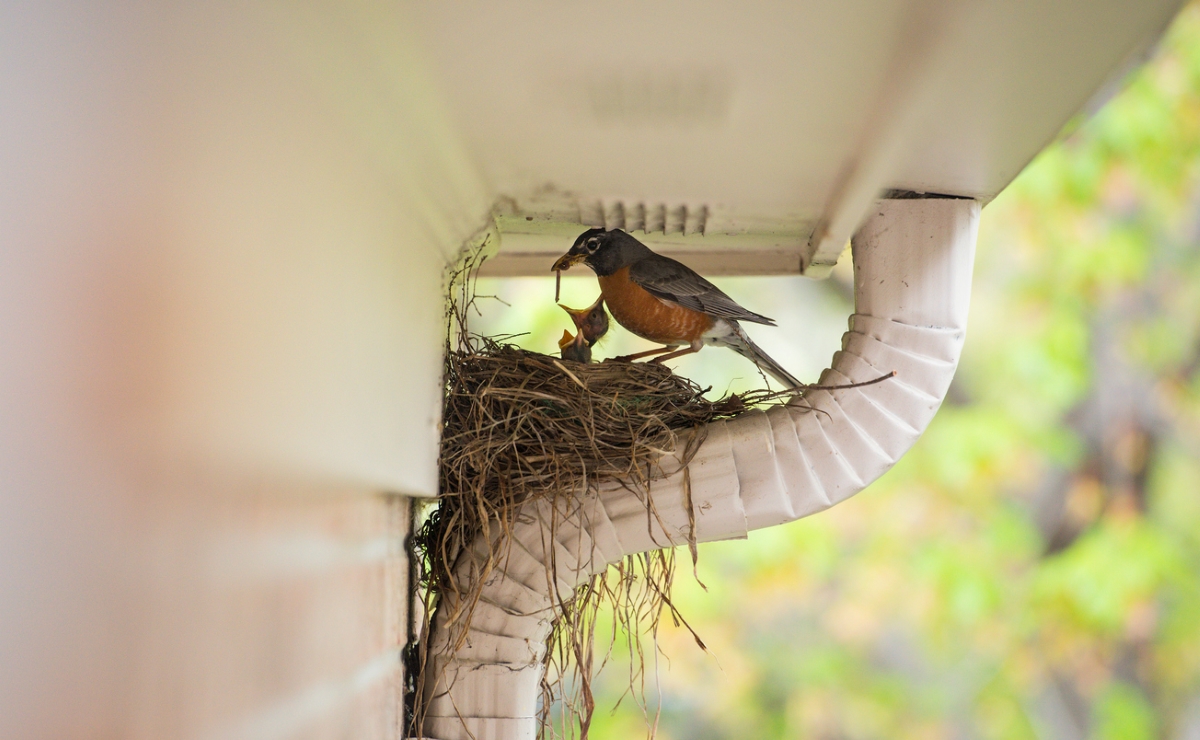 Small bird feeding chick in nest.