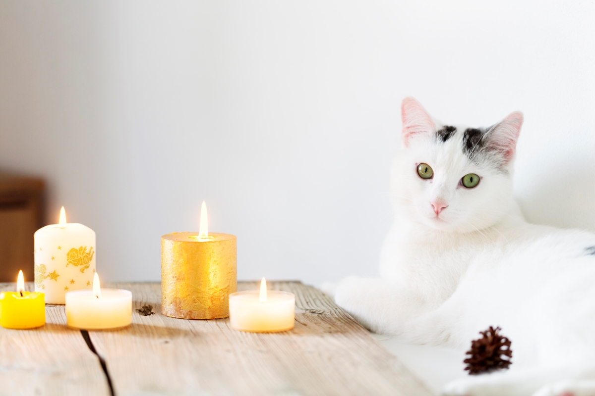 White cat laying near lit candles.