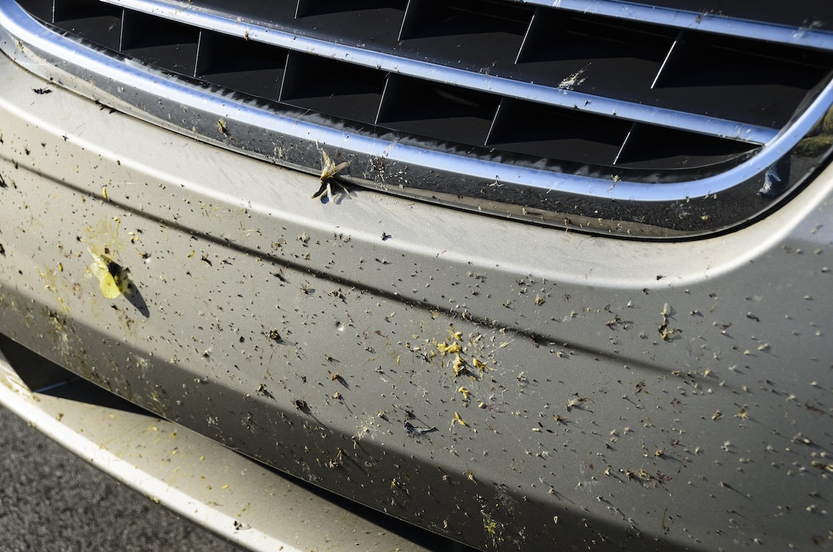 The front of a car covered in dead bugs from a road trip.