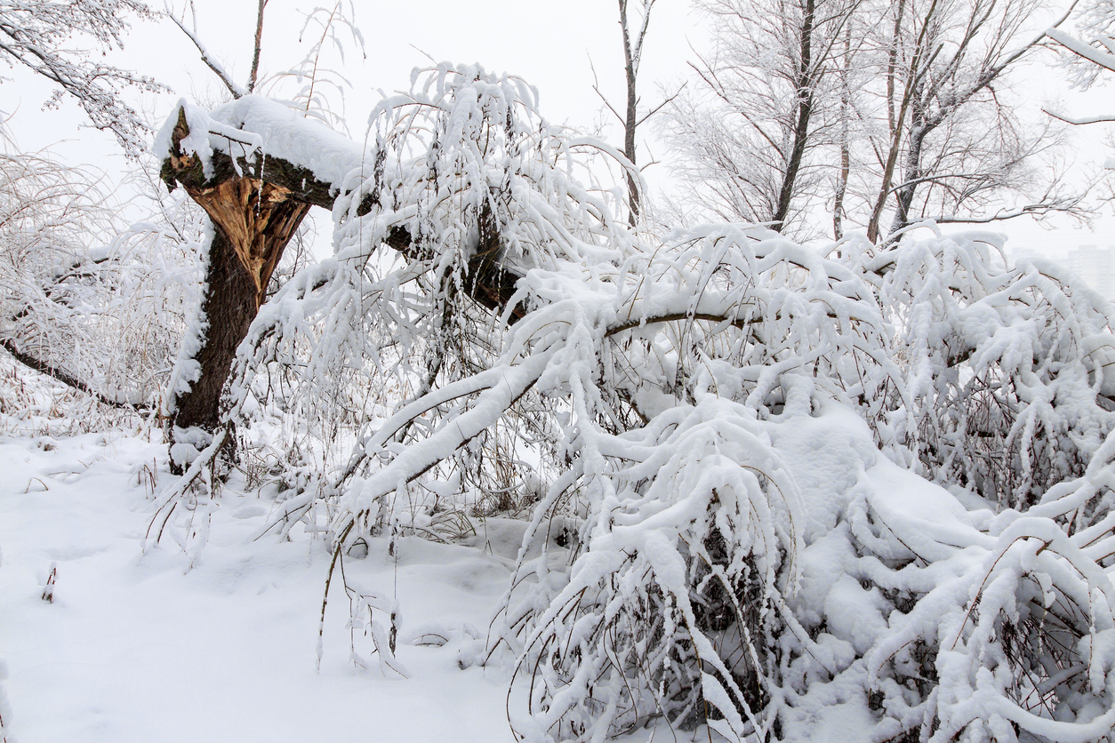 Broke down tree on the severity of fallen snow