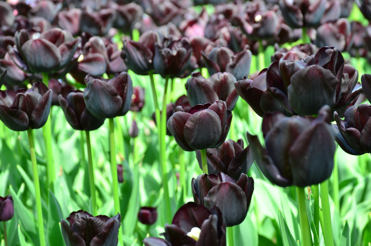 Black-tulips-bloom-above-bright-green-stems-and-leaves.