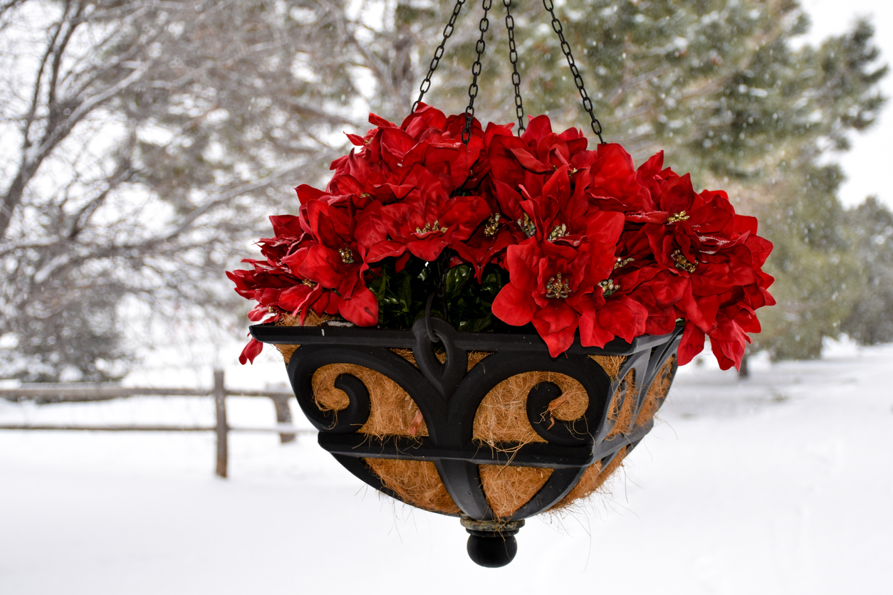 A planter filled with Christmas flowers with a background of snow and trees.