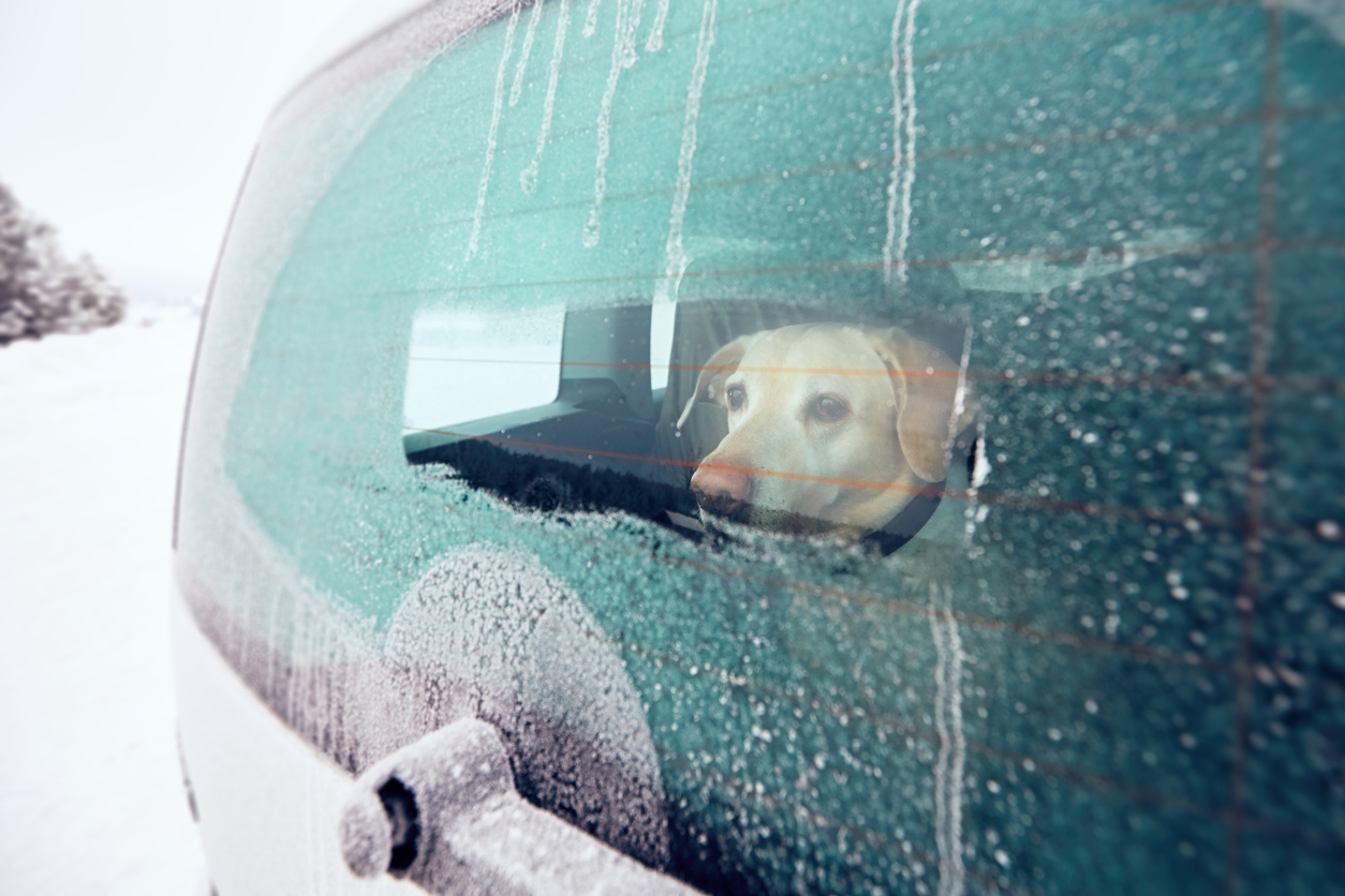 Traveling with dog. Yellow labrador retriever looking through window of the car in snowy nature.