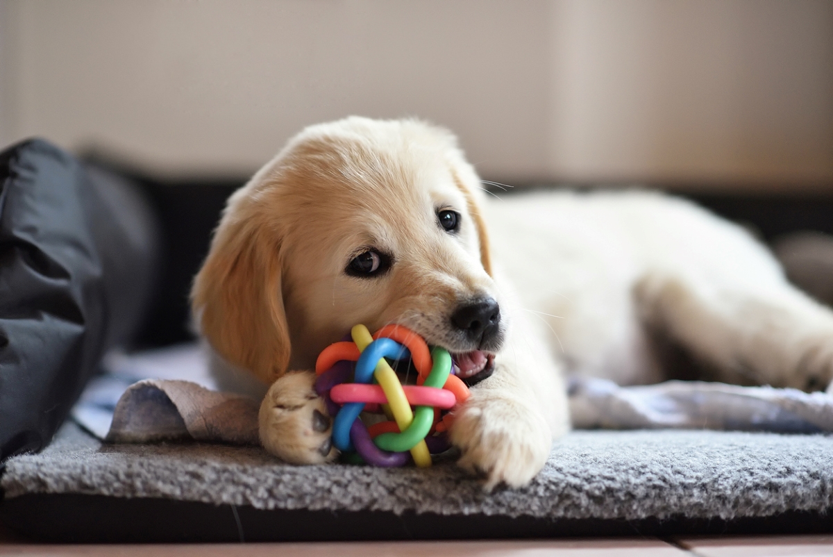 Small puppy chewing on toy.